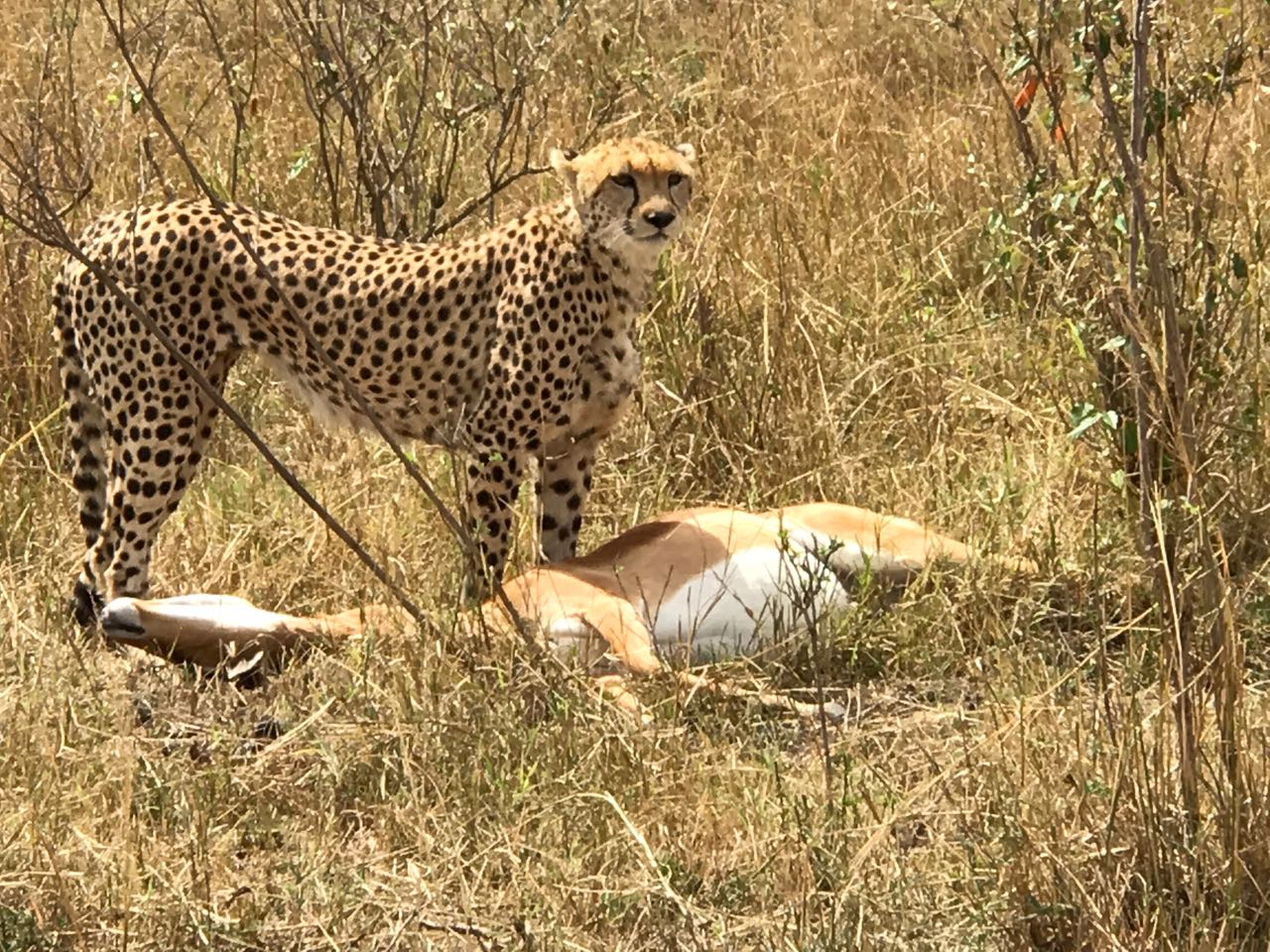 Day Trips, Tours, Amboseli national Park  - Kenya 