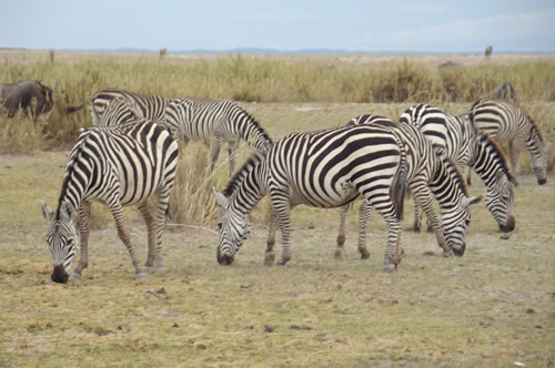 masai mara safari, maasai mara, masai mara 3 days, budget safari to masai mara - Zebra