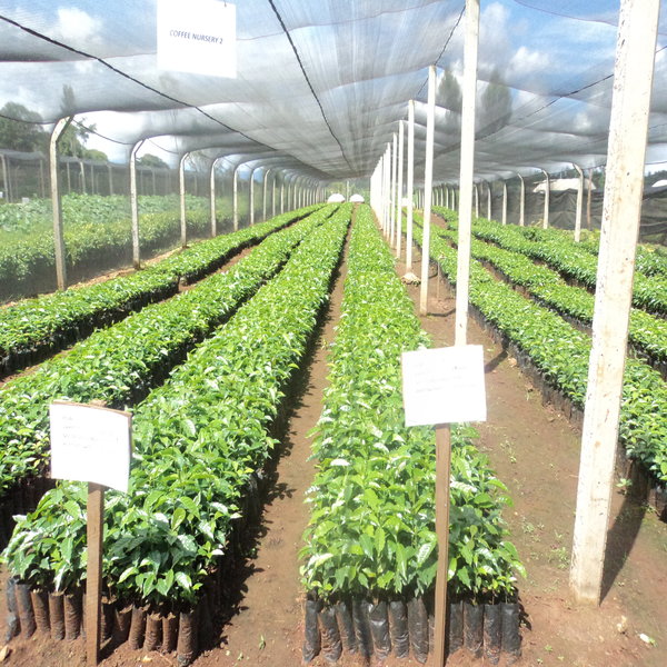 coffee farm seedlings in Kenya - coffee