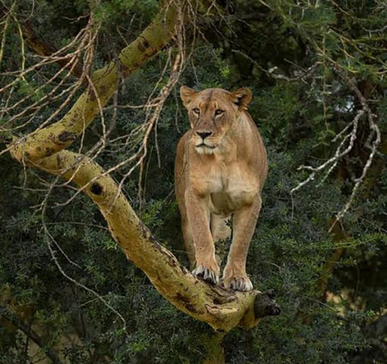 lionontreeatlakenakurunationalparkbycruzeirosafaris - Lake Nakuru