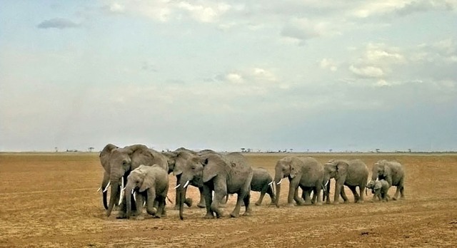 Amboseli National Park Full day Tour