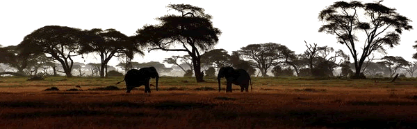 Safaris by Cruzeiro Safaris to serena lodges - serena amboseli