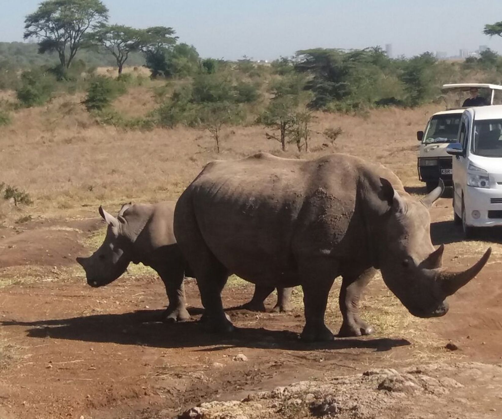 Black rhino spotted during a Nairobi National Park safari tour with Cruzeiro Safaris Kenya