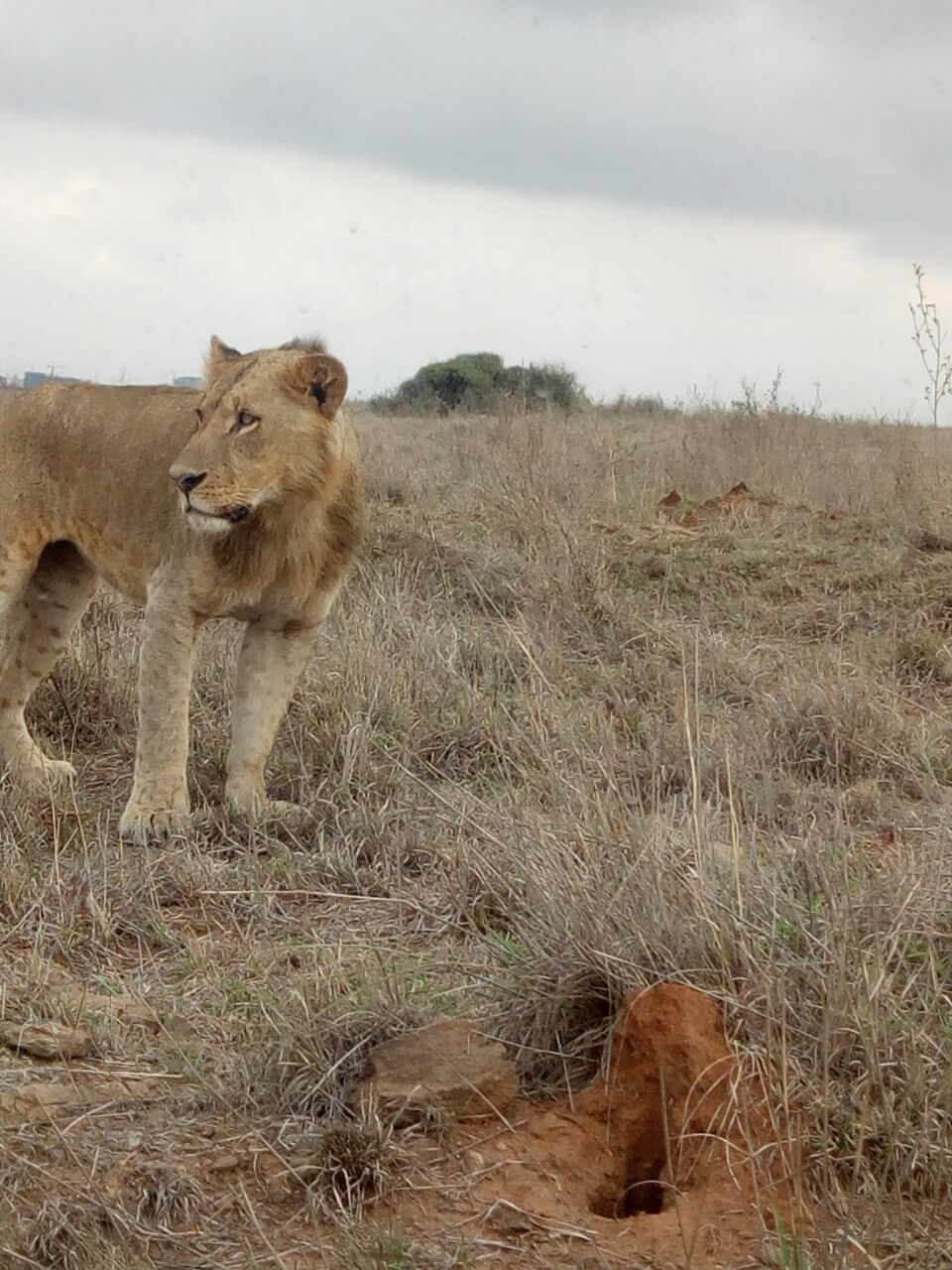 Tourists on a guided safari trip near Nairobi, Kenya, exploring wildlife and scenic landscapes with Cruzeiro Safaris.