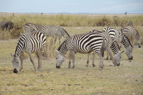 Zebras grazing in Kenya’s wilderness, representing the 4-day safari adventure to Lake Nakuru and Masai Mara.
