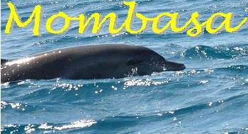 kenya safari, mombasa, dolphin tracking, tsaco west and east safari - mombasacitytours