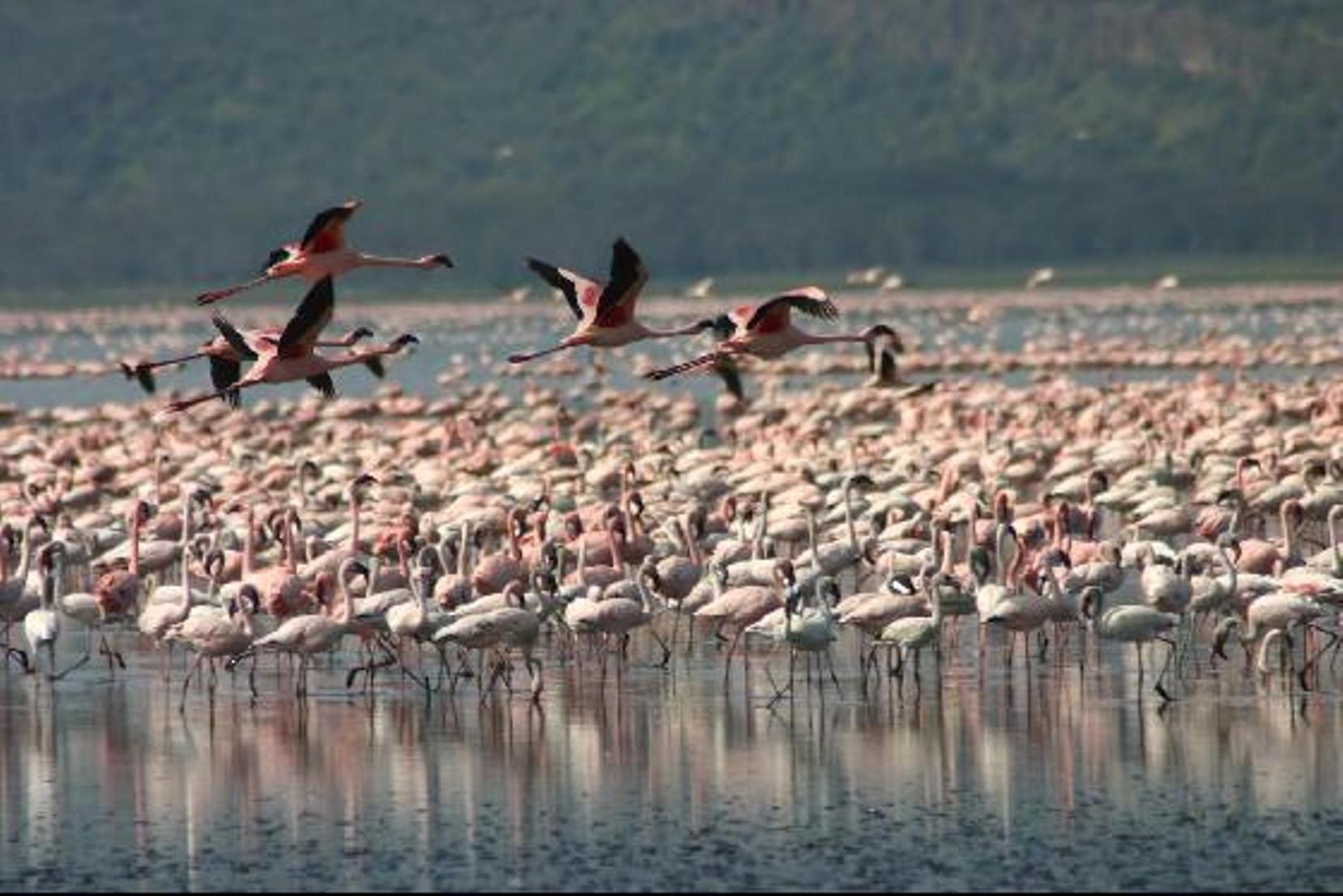 flamingoeslake nakuru.cruzeiro - Tours 