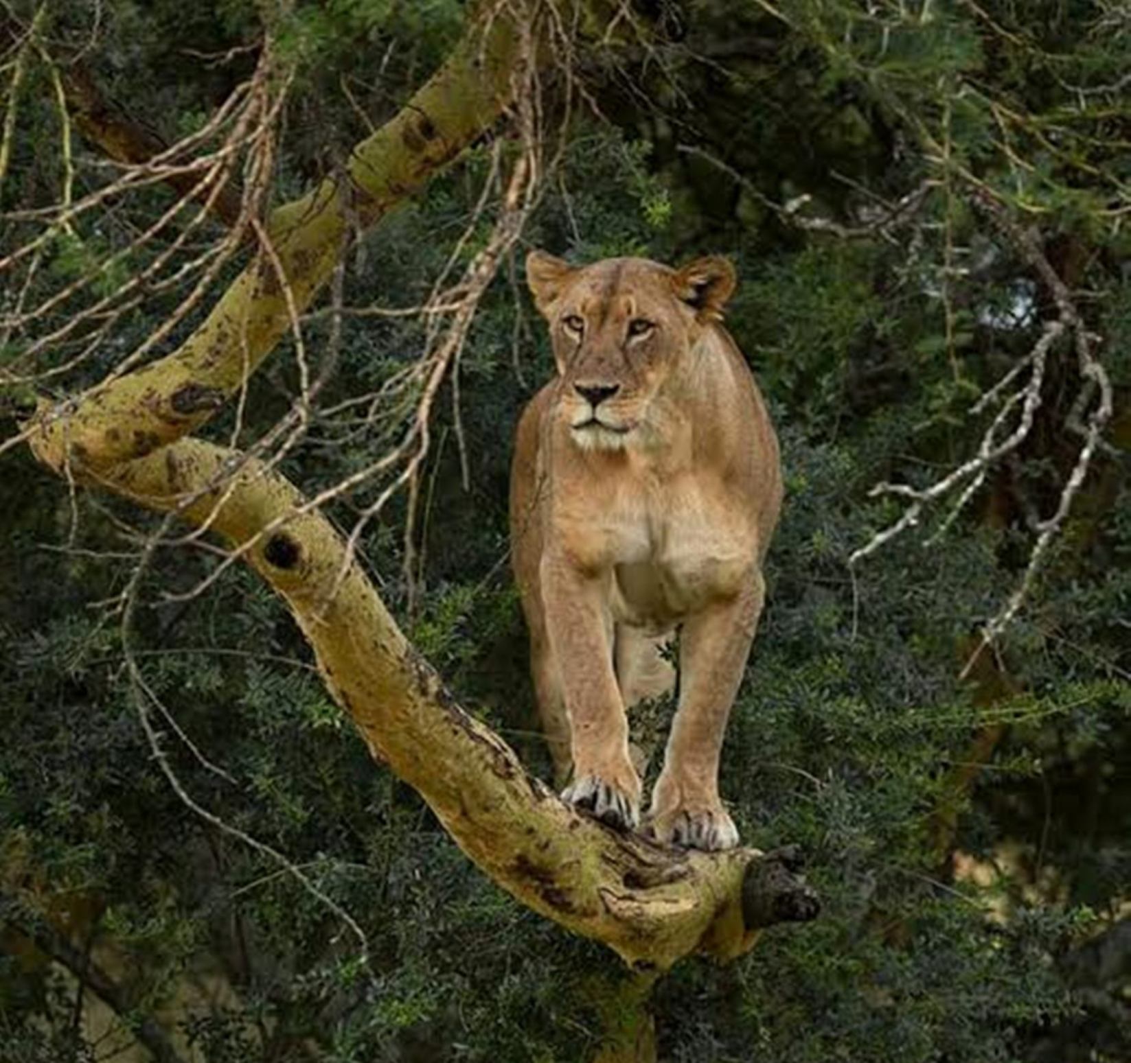 Lion resting on a tree at Lake Nakuru National Park, captured during a safari tour with Cruzeiro Safaris Kenya.