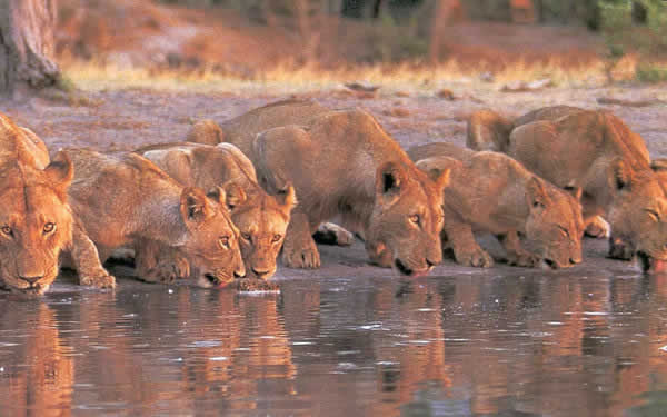 masai mara safari