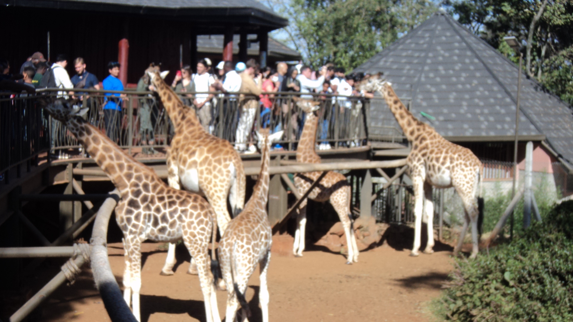 Karen Blixen and Giraffe Center Half Day Tour