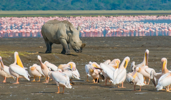 Scenic view of Lake Nakuru National Park, showcasing flamingoes and wildlife, ideal for a full-day safari tour from Nairobi with Cruzeiro Safaris.