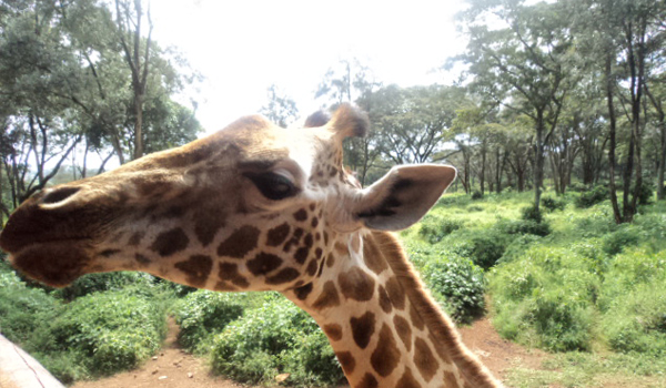 Visitor feeding an endangered Rothschild giraffe at the Giraffe Center in Nairobi during a guided tour with Cruzeiro Safaris.