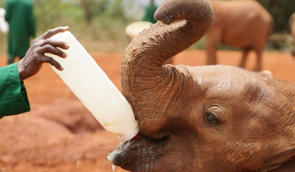 Baby elephants being cared for at the David Sheldrick Wildlife Trust in Nairobi, featured in the popular Elephant Orphanage Tour with Cruzeiro Safaris.