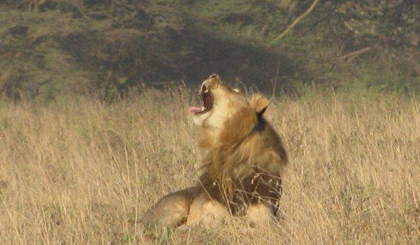 Day Tour Nairobi National Park, Elephants,Giraffe center, Lunch at carnivore and Karen Blixen Musuem