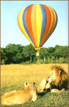 balloon safari2