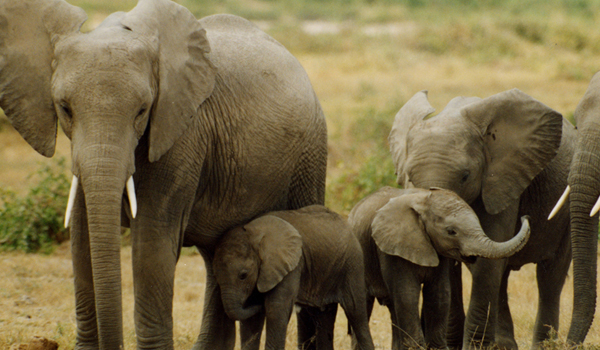 Safari guests on a game drive during the Ndovu Safari tour in Kenya – guided by Cruzeiro Safaris Kenya