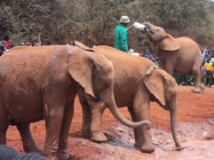 we offer a diverse range of Nairobi tours, luxury safari packages, and Kenya travel experiences to suit your every need