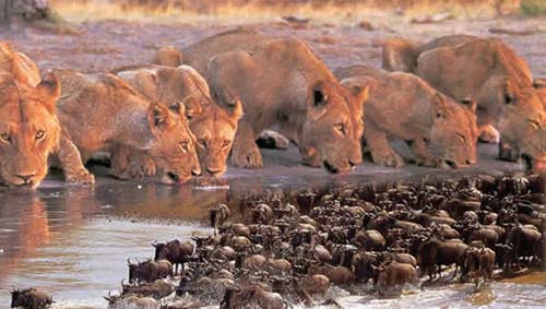 Flight Travel Packages for Single Traveler to Kenya