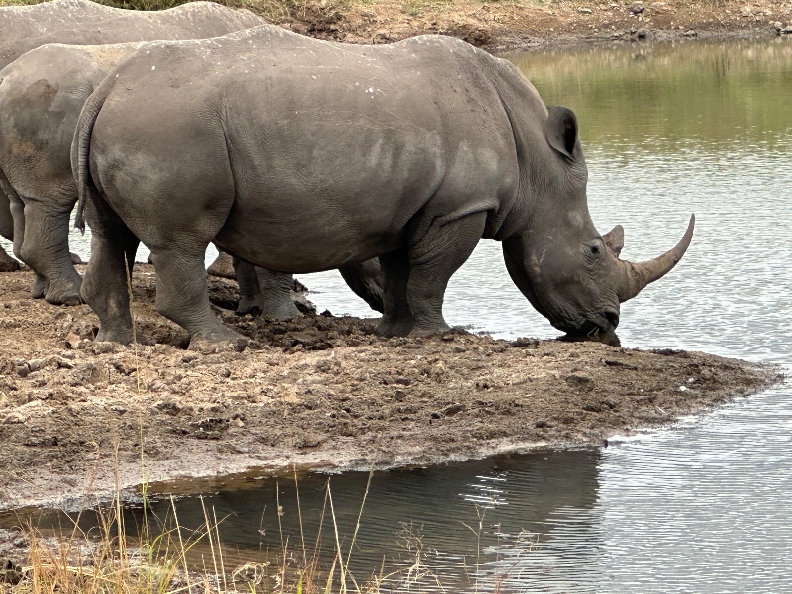Tourists on a Cruzeiro Safaris Kenya game drive in Masai Mara – from budget to luxury safari packages