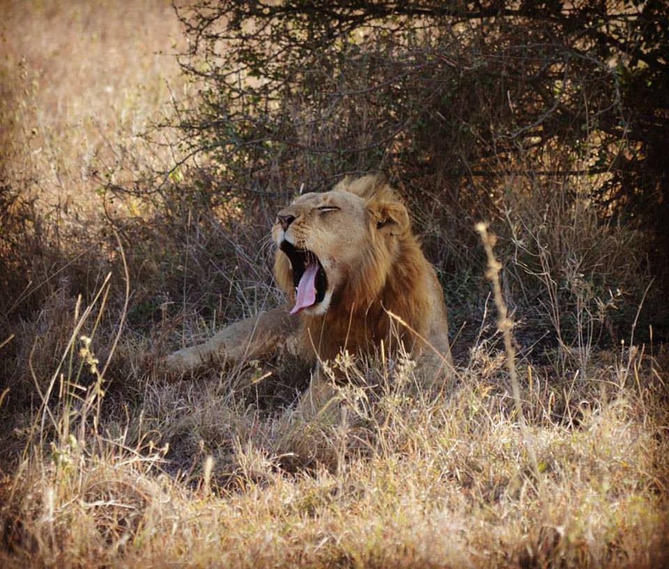 Nairobi National Park - Cruzeiro-safaris.com