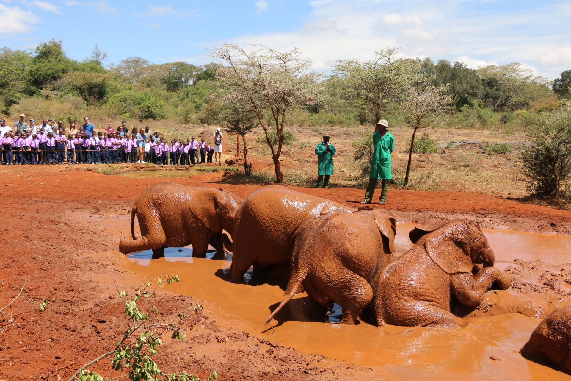 Experience an inspiring elephant tour in Nairobi with Cruzeiro Safaris — meet and support rescued baby elephants.