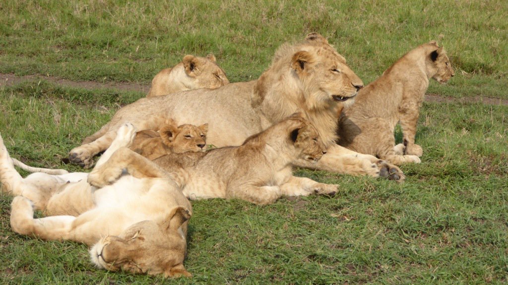 Lion family resting in the open grasslands of Nairobi National Park – photographed during a Cruzeiro Safaris Kenya tour