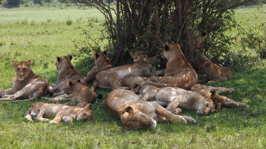 Masai Mara Photo Safari 3