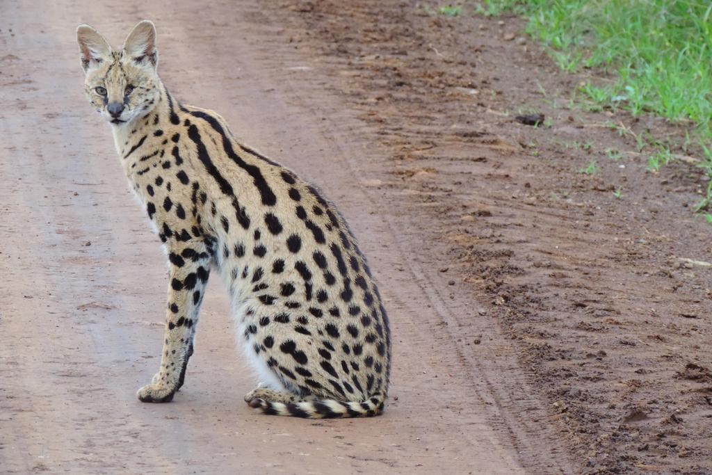 Mature travelers enjoying a scenic wildlife safari in Kenya, ideal for 50+ age group on a 14-day guided safari adventure with Cruzeiro Safaris.