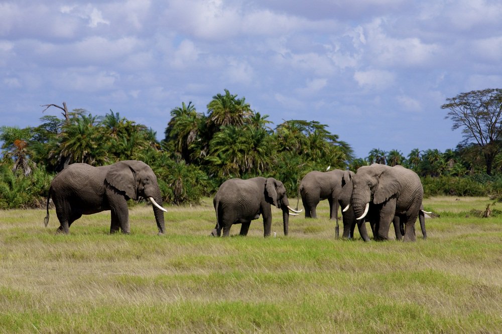 Tsavo East and West Safari, Safari in Tsavo - Mombasa 