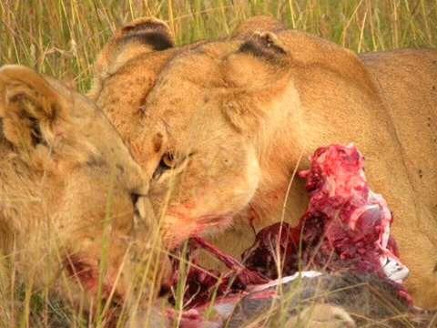 Lions feeding after a hunt in Masai Mara, captured during a thrilling game drive on a 4-day Kenya safari vacation