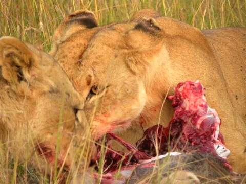 maasai mara 