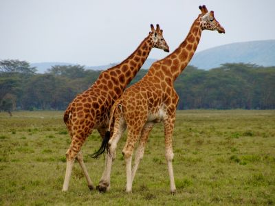Golden sunset over the savannah during a peaceful Kenya safari, ideal for 50+ travelers seeking a relaxed and scenic 14-day safari experience.