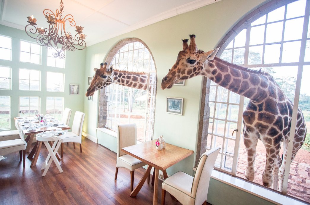 Giraffes feeding at Giraffe Manor in Nairobi – an iconic wildlife experience bookable with Cruzeiro Safaris Kenya