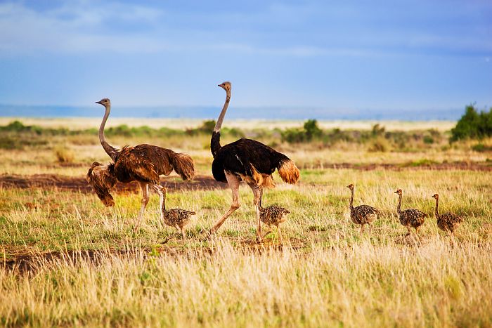 Ostriches spotted during a day safari from Arusha with Cruzeiro Safaris Tanzania – expert-guided wildlife tour in Northern Tanzania.
