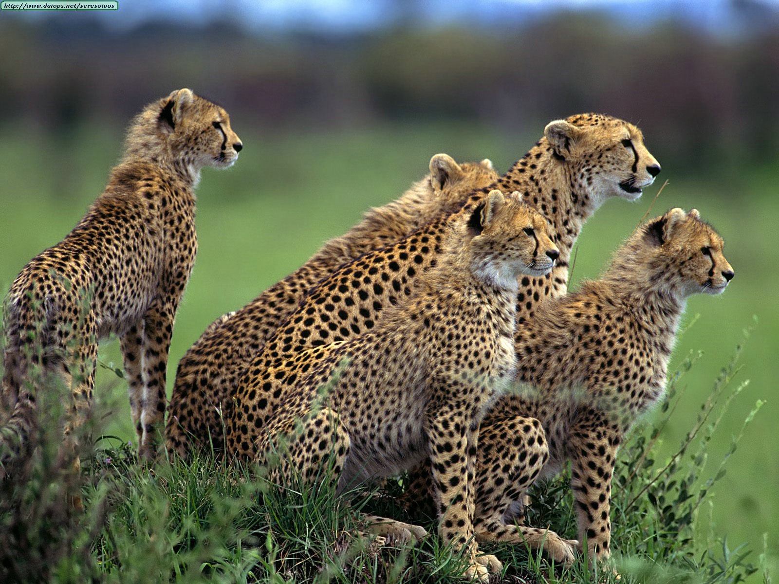 Cheetah family resting on the savannah in Masai Mara, Kenya – captured during a guided safari with Cruzeiro Safaris Kenya