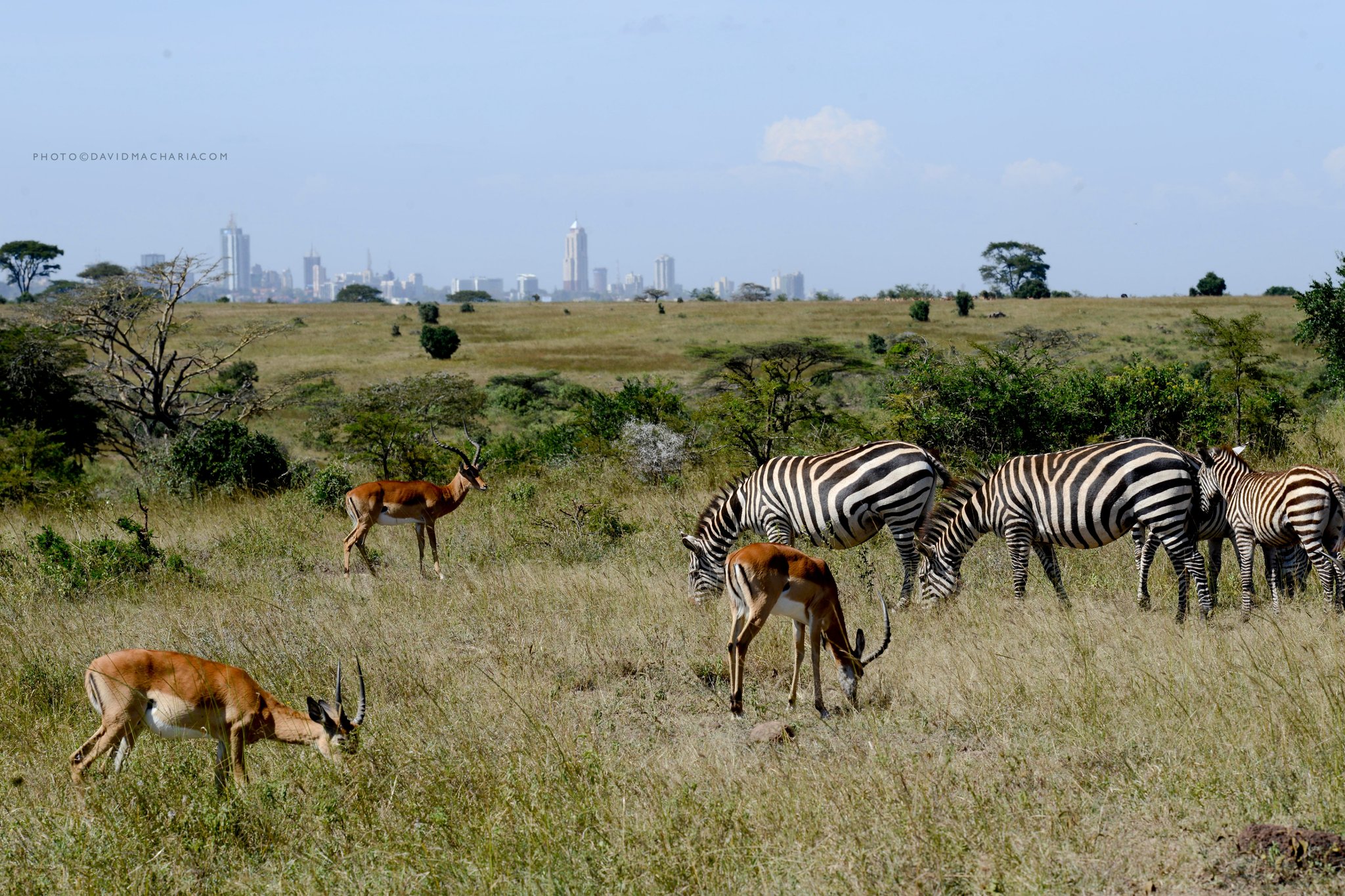 Nairobi National Park Tour with options