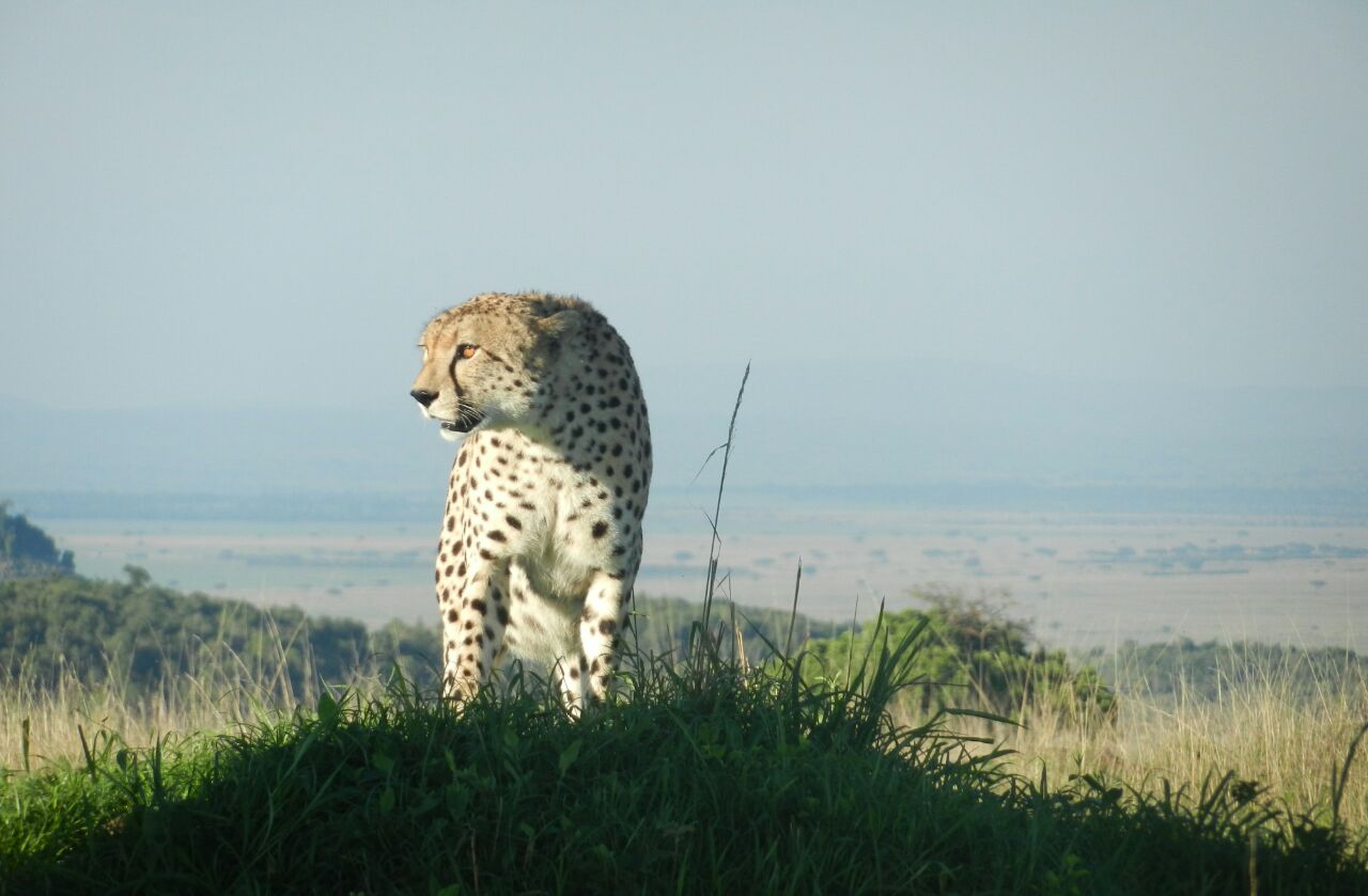 LAKE MANYARA, SERENGETI NATIONAL PARK , NGORONGORO CRATER - TANZANIA