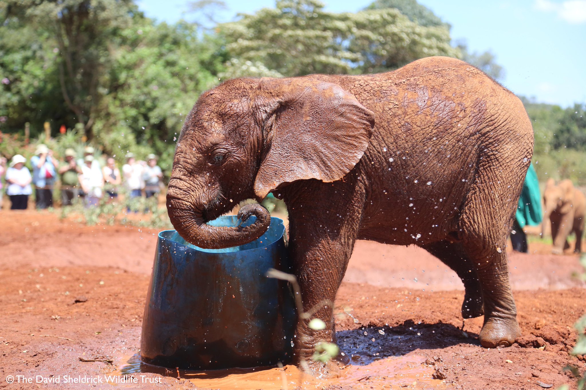 elephant tours from nairobi - elephant