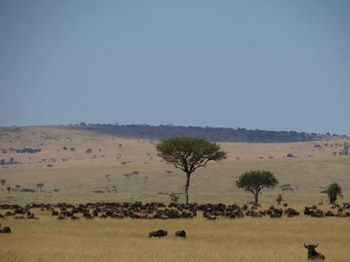 Wildebeest migration scene near Kichwa Tembo in Masai Mara, highlighting luxury African safaris and exclusive lodge stays with top tour operators.