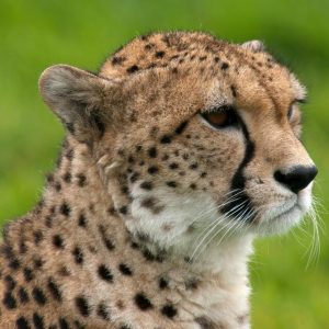 Morning Game Drive Nairobi National Park – 4x4 Wheel Drive