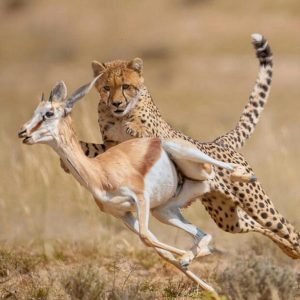 Morning Game Drive Nairobi National Park – Safari Minivan
