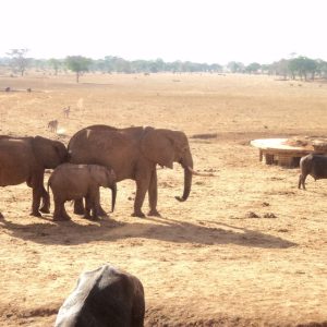 Nairobi National Park + Elephant Orphanage + Lunch